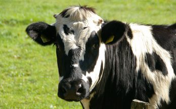 Mjölkupproret gynnar svenska mjölkbönder